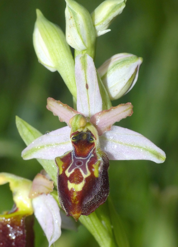 Ophrys montis-leonis sulla costa tirrenica laziale e sugli Aurunci  marzo 2024